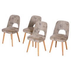 Czech Grey and Brown Ash Chairs by Oswald Haerdtl, 4 Pcs, New Upholstery, 1950s