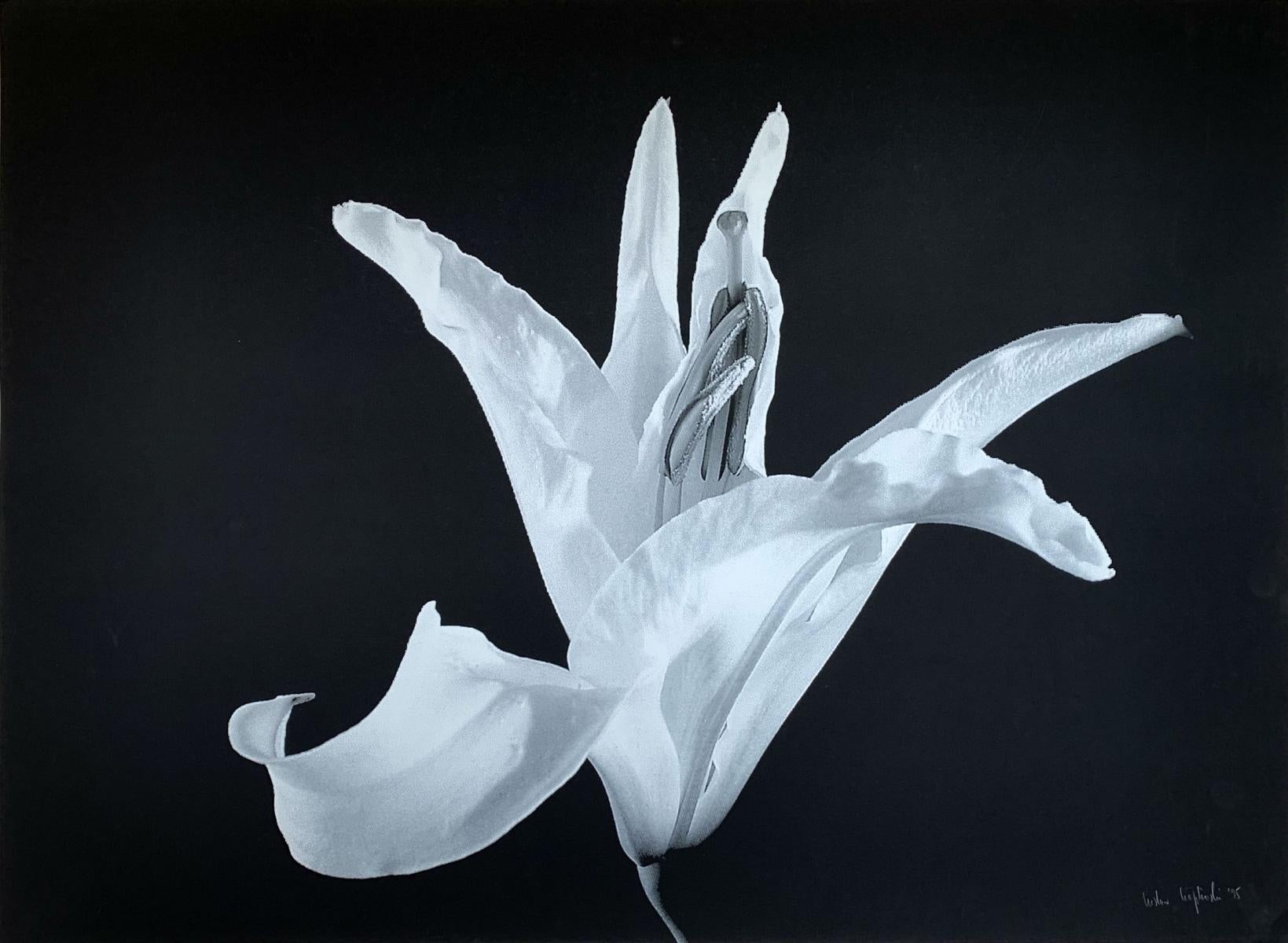 Czeslaw Czaplinski Still-Life Photograph - A lily. Photo on matte paper, Still life, Floral, Black & White, Polish artist