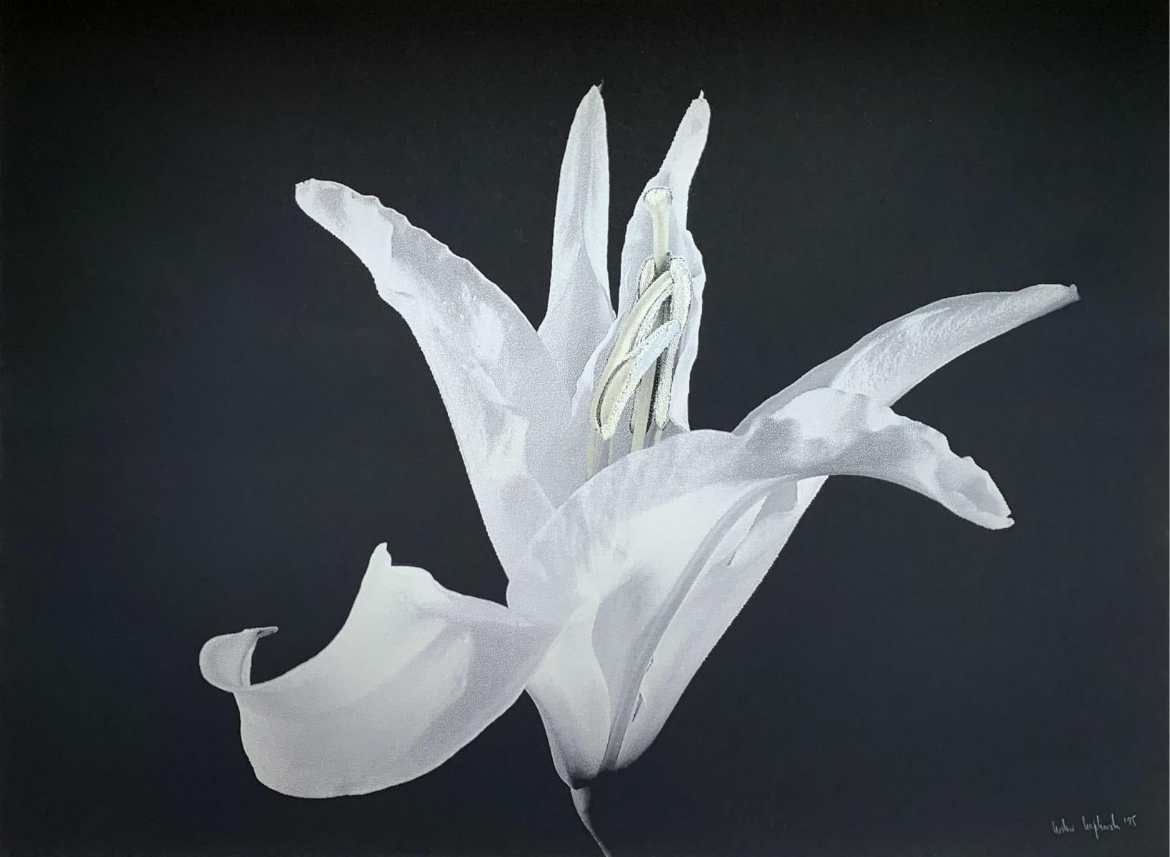 Czeslaw Czaplinski Black and White Photograph - A lily. Photo on matte paper, Still life, Floral, Black & White, Polish artist