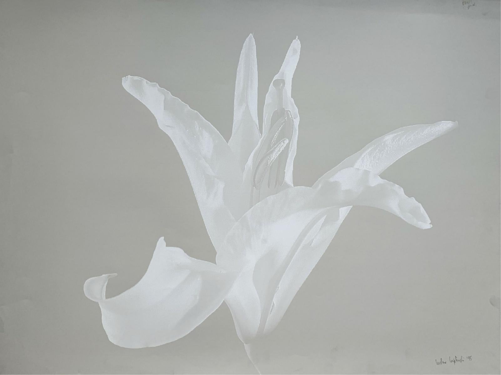 Eine Lilie. Foto auf mattem Papier, Stillleben, Blumenstillleben, Monochrom, Polnischer Künstler