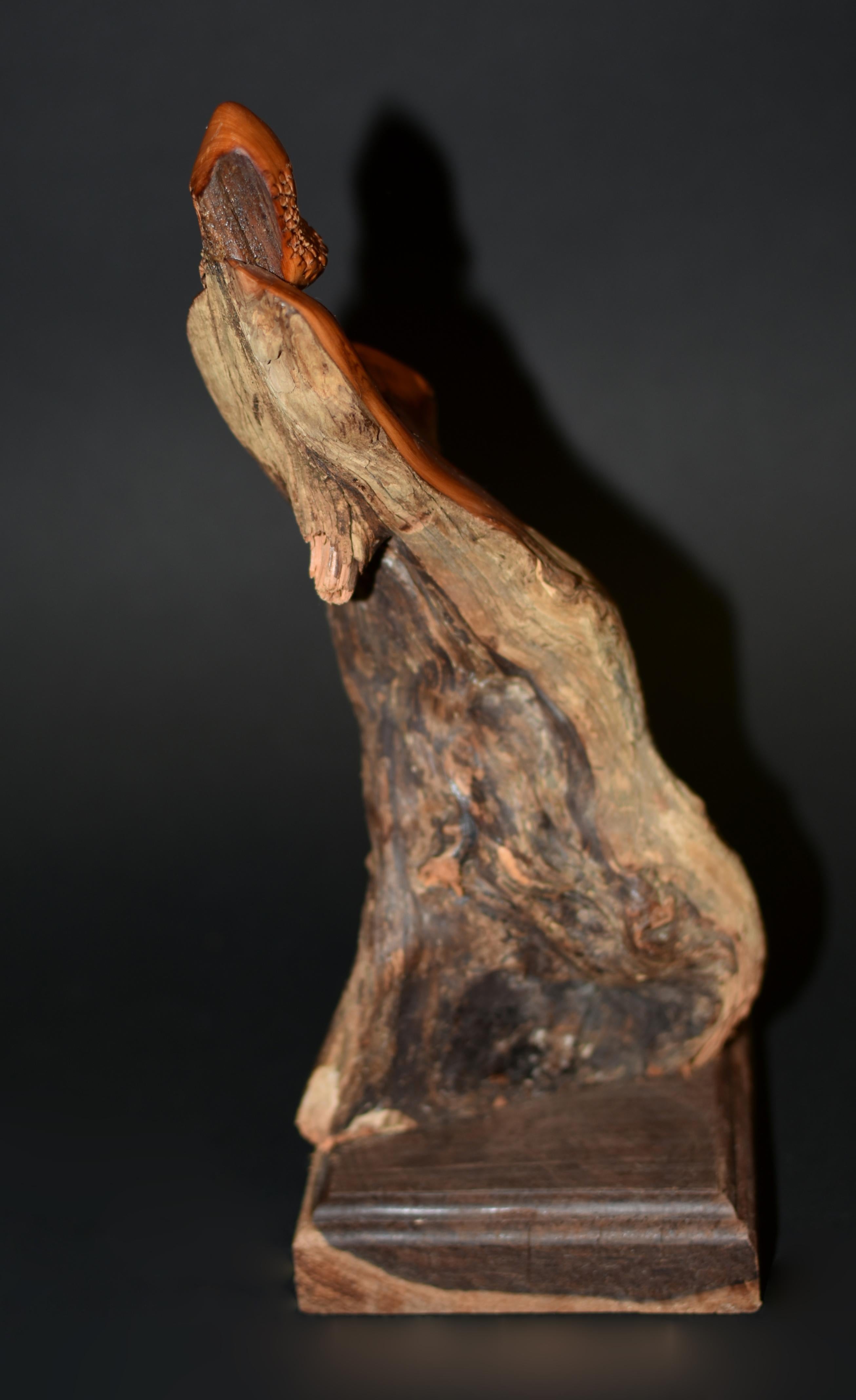 Damo Bodhidharma in Fragrant Camphor Wood In Good Condition For Sale In Somis, CA