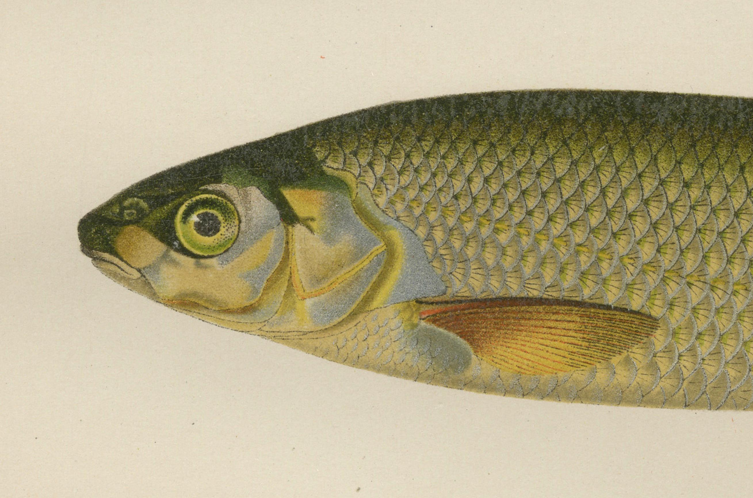 Naseux et chevesne - Gracieuse lithographie de poisson d'eau douce scandinave  

Cette élégante lithographie du XIXe siècle de *Skandinaviens Fiskar* représente trois espèces de poissons d'eau douce emblématiques de la Scandinavie : l'Eleg