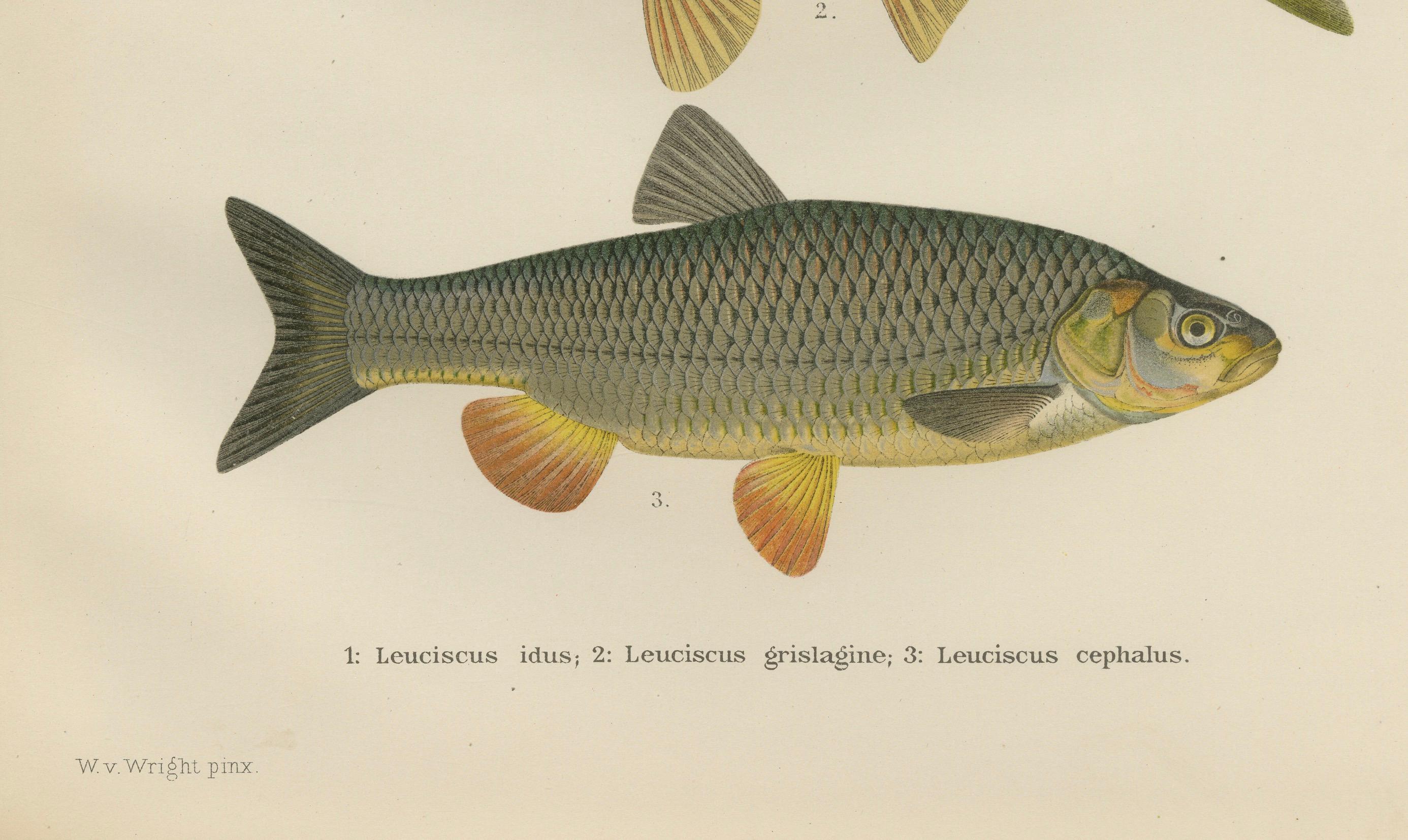 Dace and Chub - gracieuse lithographie scandinave de poissons d'eau douce, 1895 Bon état - En vente à Langweer, NL