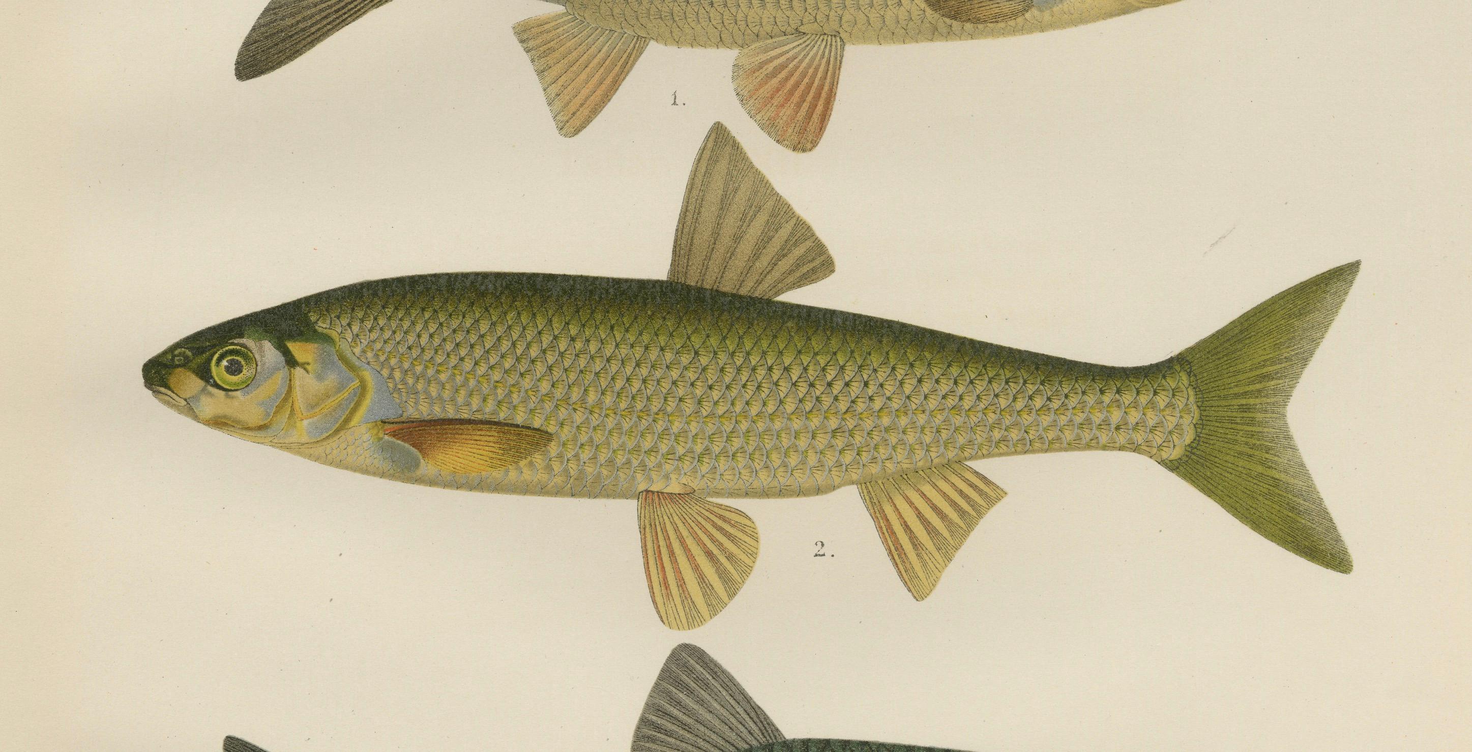 Fin du XIXe siècle Dace and Chub - gracieuse lithographie scandinave de poissons d'eau douce, 1895 en vente