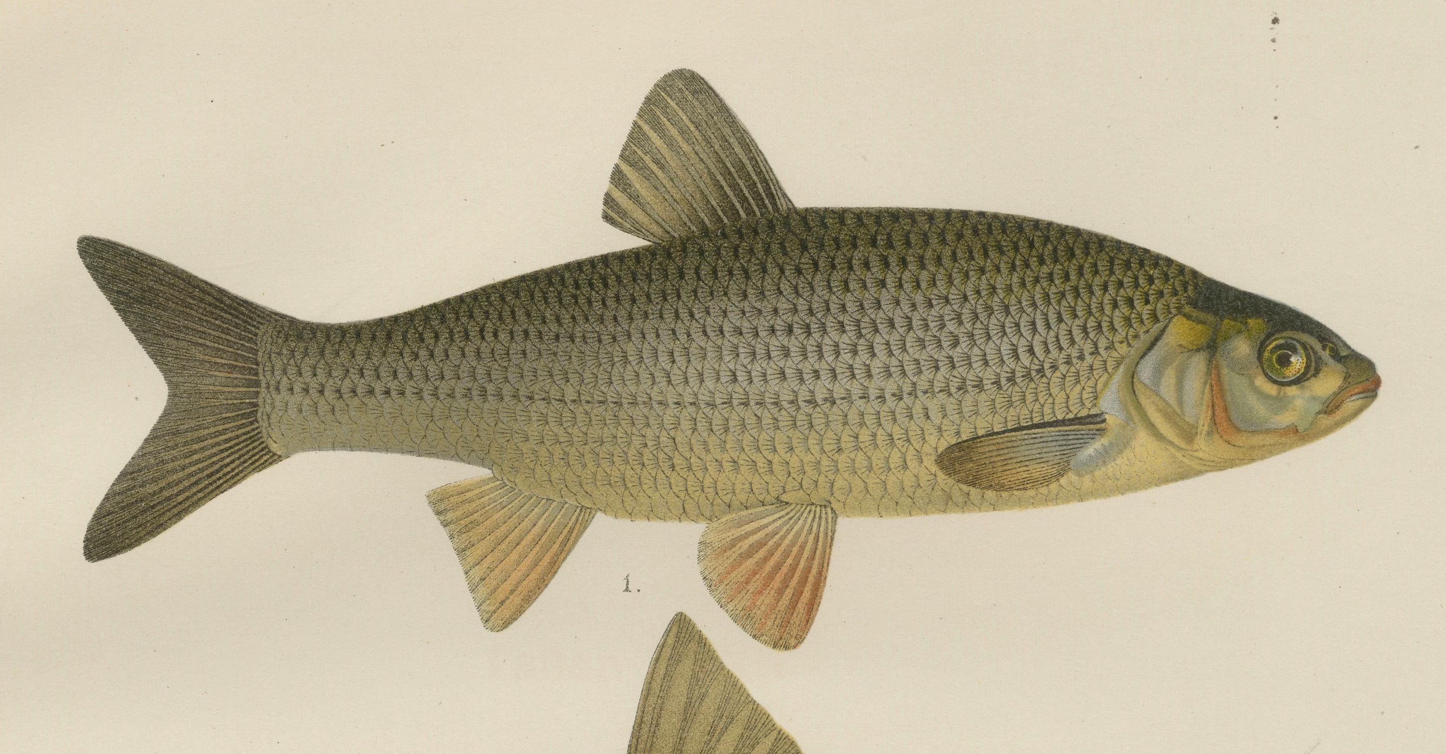 Papier Dace and Chub - gracieuse lithographie scandinave de poissons d'eau douce, 1895 en vente