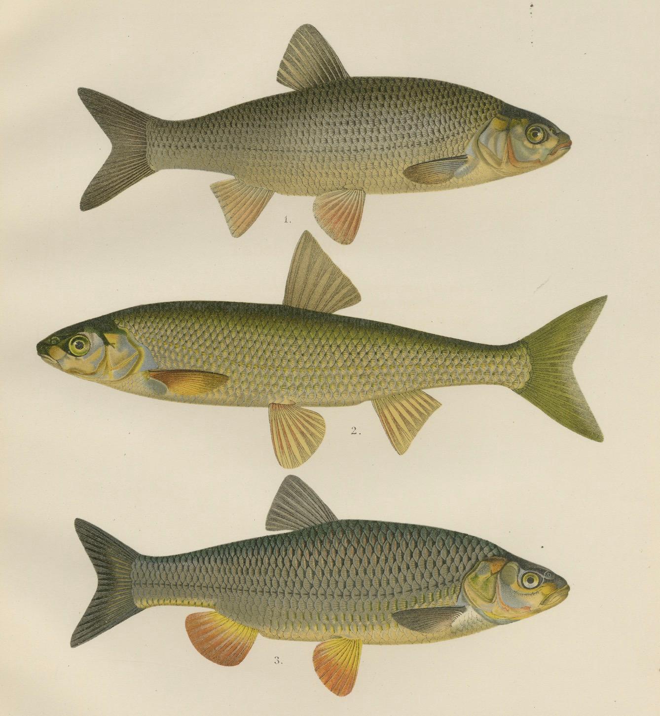 Dace and Chub - gracieuse lithographie scandinave de poissons d'eau douce, 1895 en vente 1