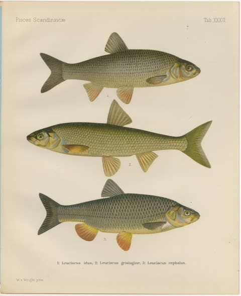 Dace and Chub - Graceful Scandinavian Freshwater Fish Lithograph, 1895