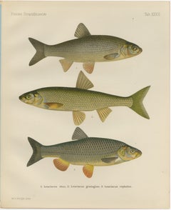 Dace and Chub - gracieuse lithographie scandinave de poissons d'eau douce, 1895