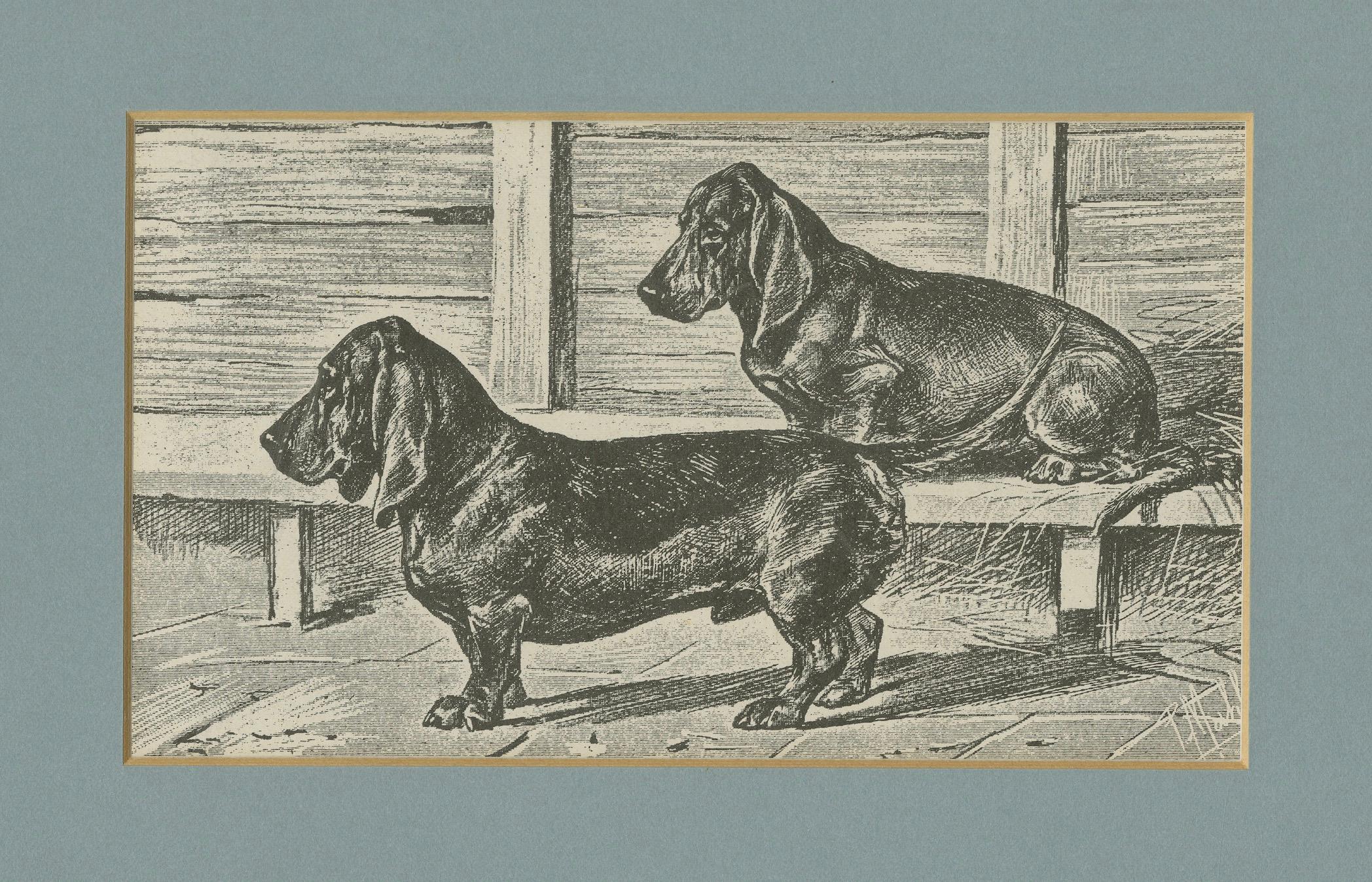 Title: Dachshunds – Antique Dog Illustration, 1915

This charming early 20th-century print depicts two Dachshunds, one standing alert in the foreground and the other resting on a wooden bench in the background. The artist captures the breed’s