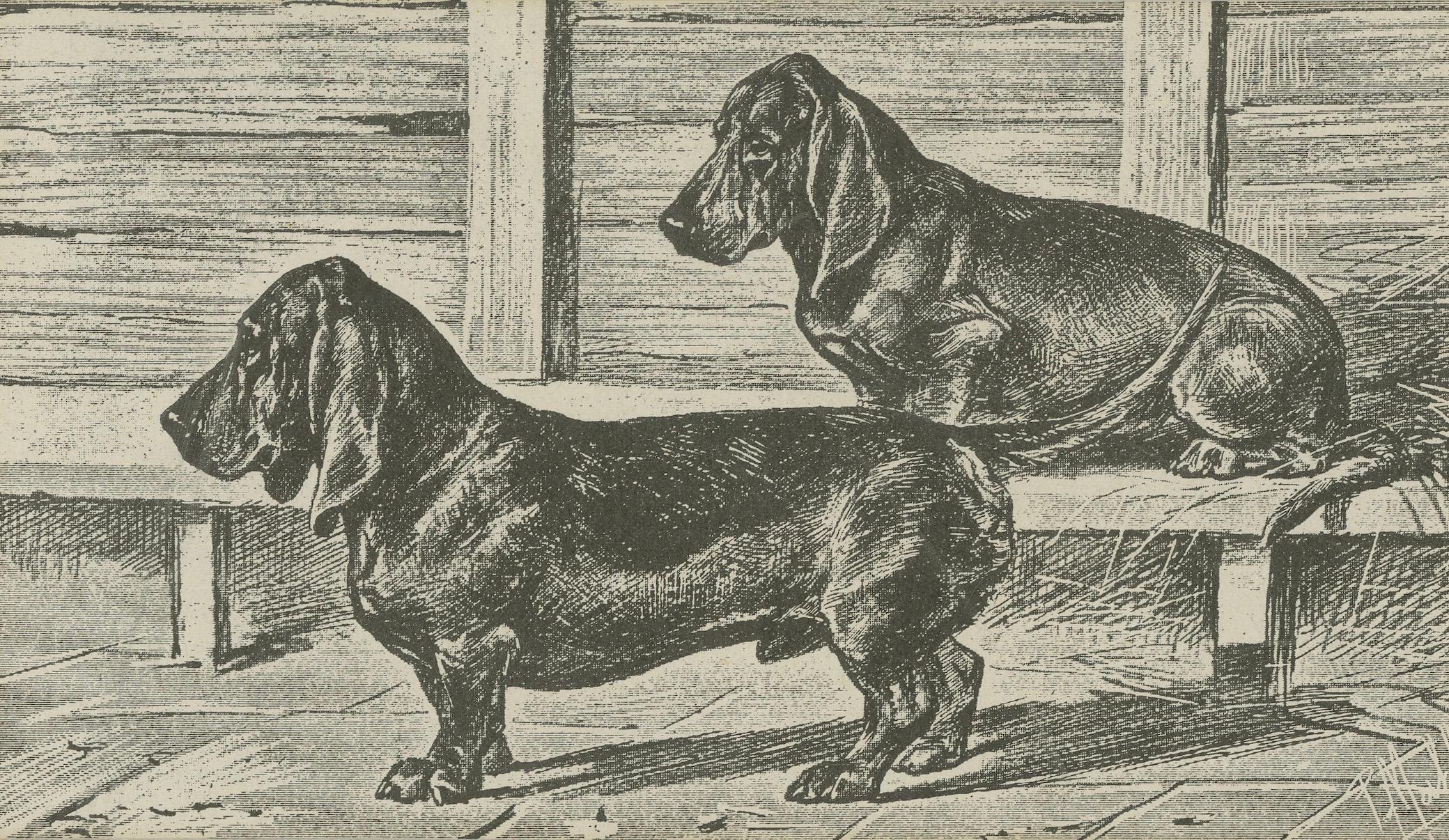 American Dachshund Dog Illustration – Antique 1915 Print from Dogs of All Nations For Sale