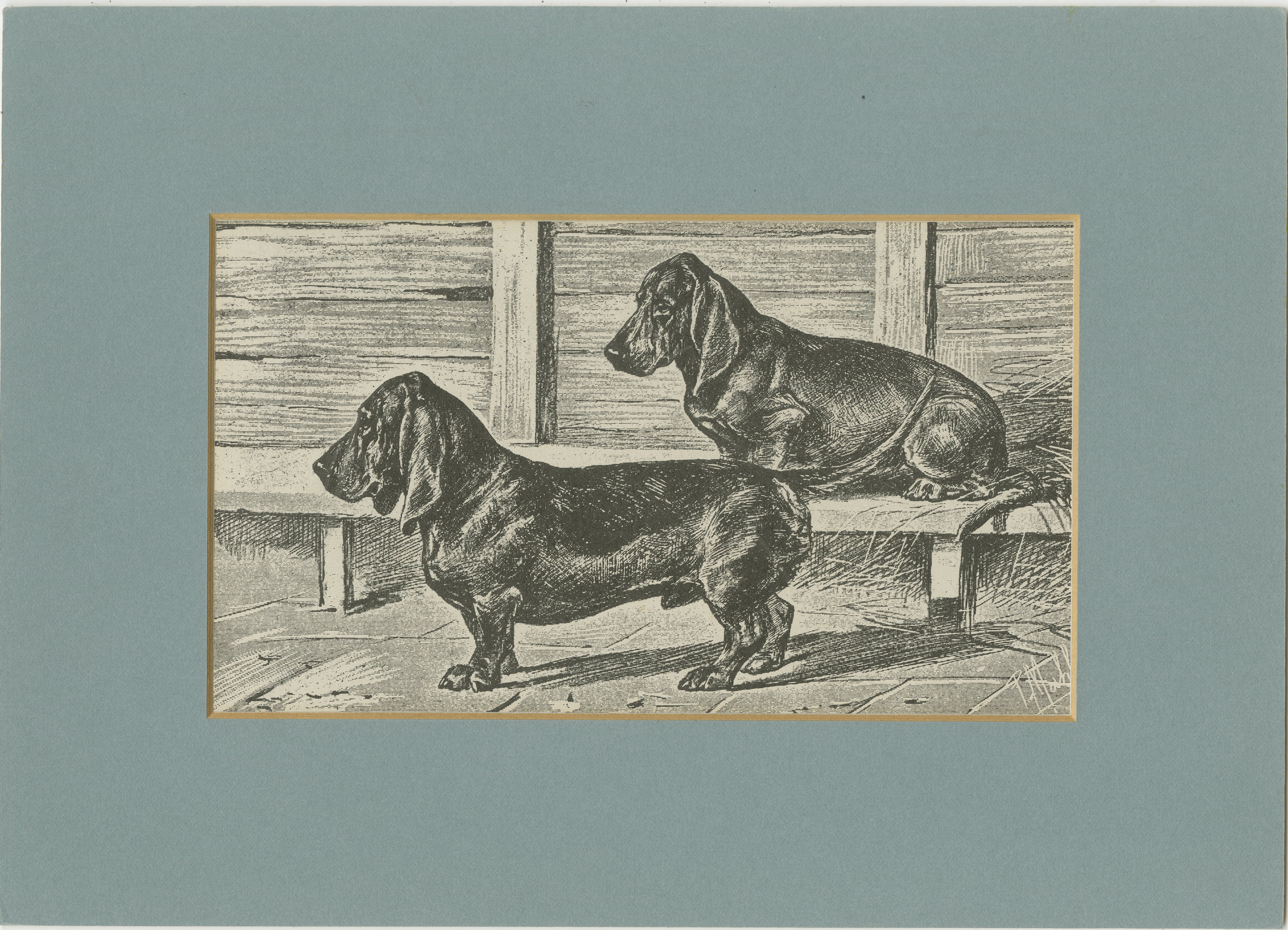 Dachshund Dog Illustration – Antique 1915 Print from Dogs of All Nations For Sale