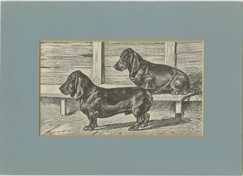 Dachshund Dog Illustration – Antique 1915 Print from Dogs of All Nations