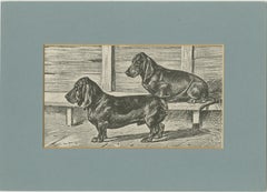 Illustration d'un chien teckel - Gravure ancienne de 1915 de Dogs of All Nations