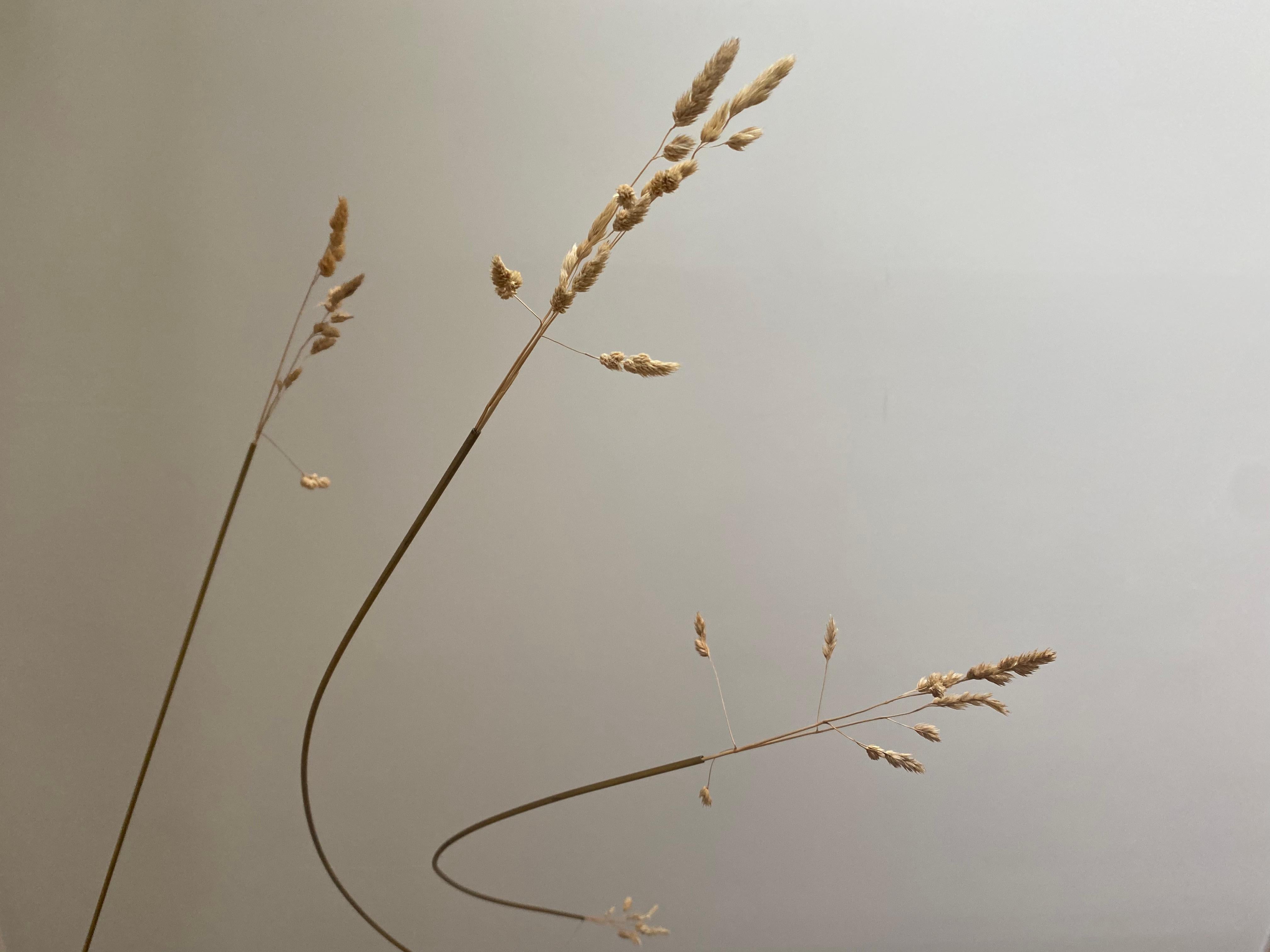 Dactyle Suspended Sculpture by STUDIO SOL LECCIA 
Materials: Brass, dactyle, nylon thread.
Dimensions: L 120 x H 80 cm.

This hanging sculpture was inspired by a grass, dactylis glomerata. 

In 2020, our limited horizon gave a completely different