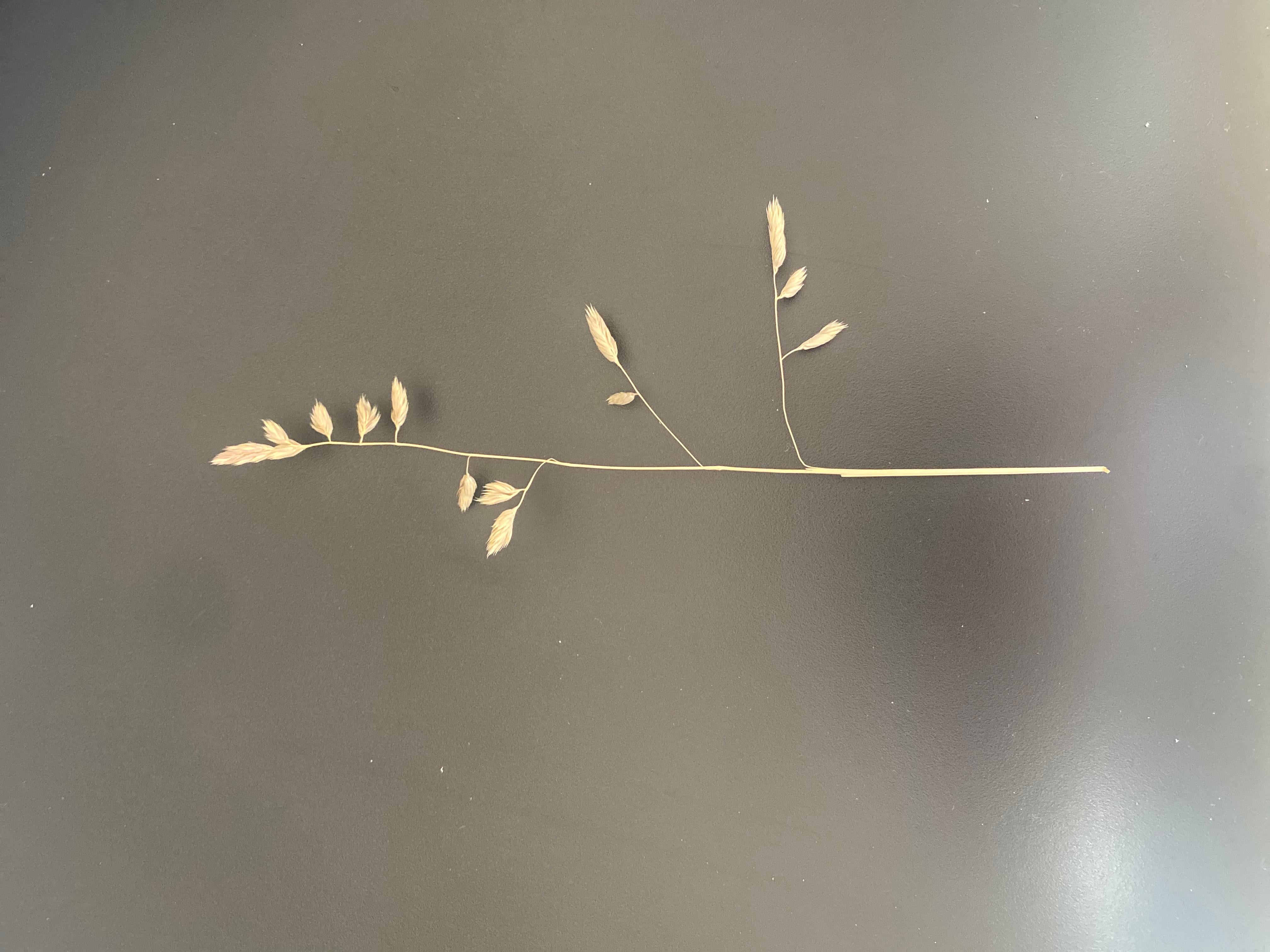 Altro Scultura sospesa Dactyle di Studio SOL LECCIA in vendita