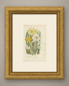 Daffodil, Narcissus and Snowdrop, Antique Spring Flower Plate, circa 1873