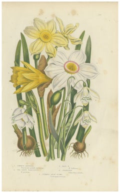 Daffodil, Narcissus and Snowdrop, Antique Spring Flower Plate, circa 1873