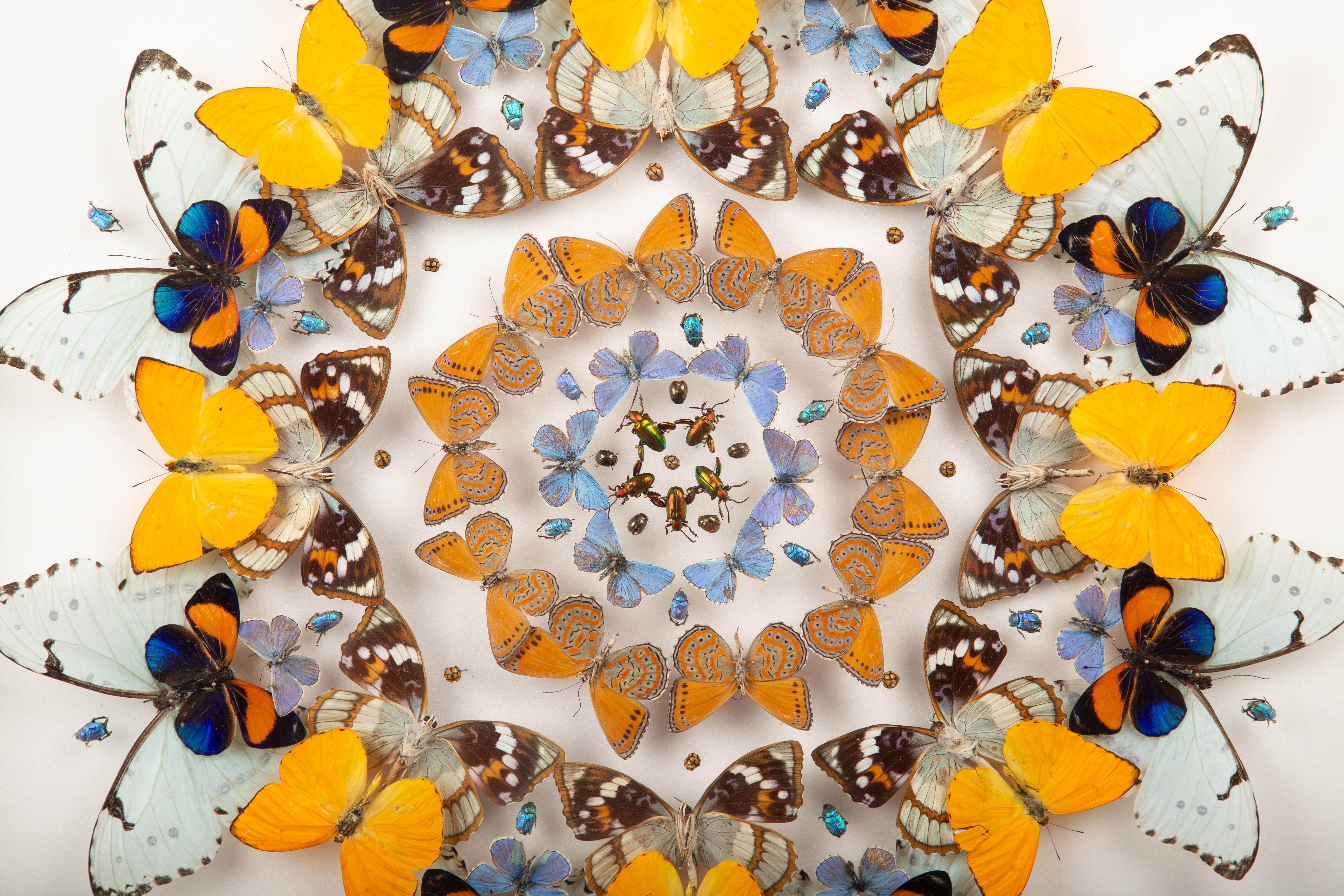 American Daffodils” by Hasharat – Shadowbox Mandala of Butterflies and Beetles For Sale