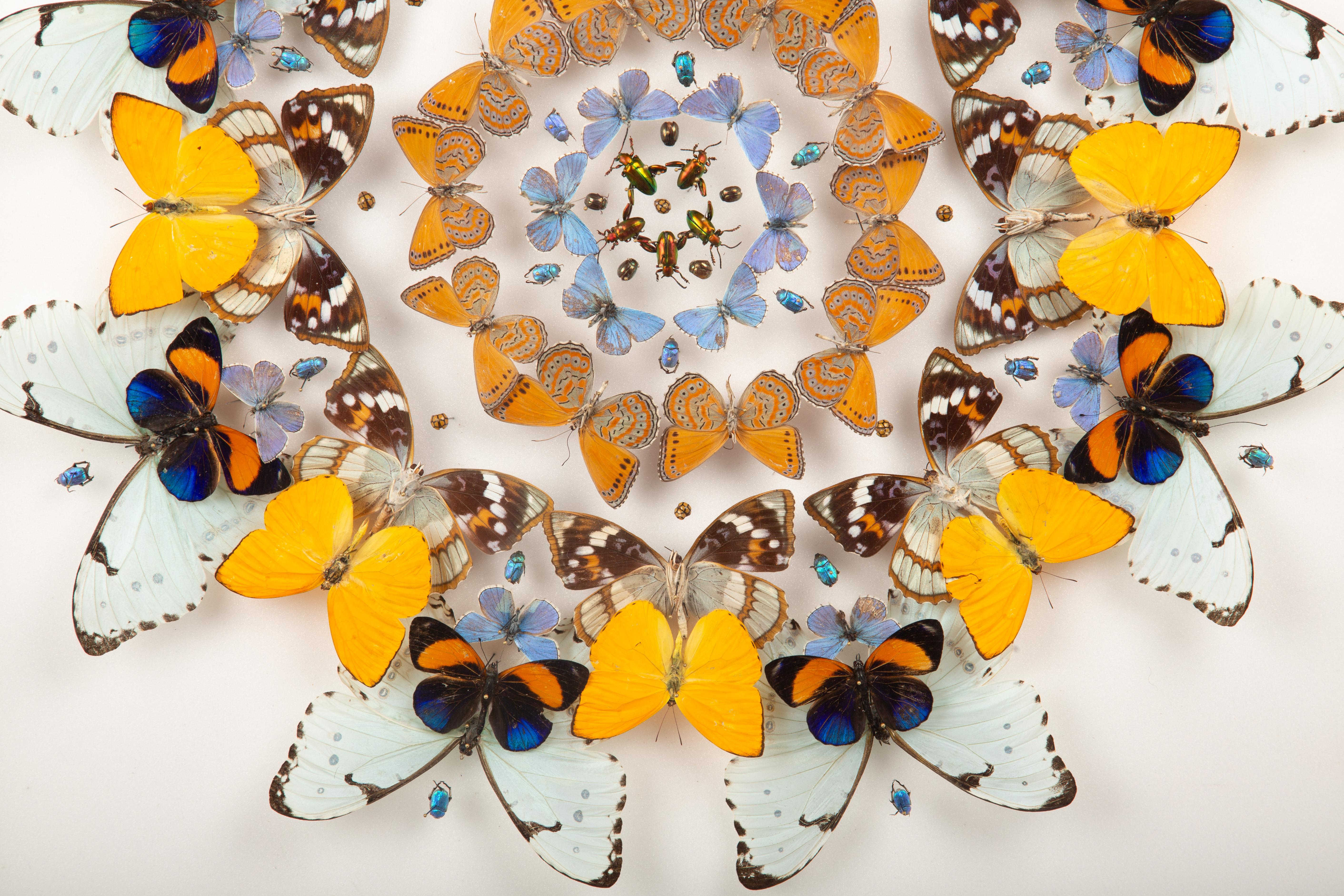 Daffodils” by Hasharat – Shadowbox Mandala of Butterflies and Beetles In New Condition For Sale In New York, NY