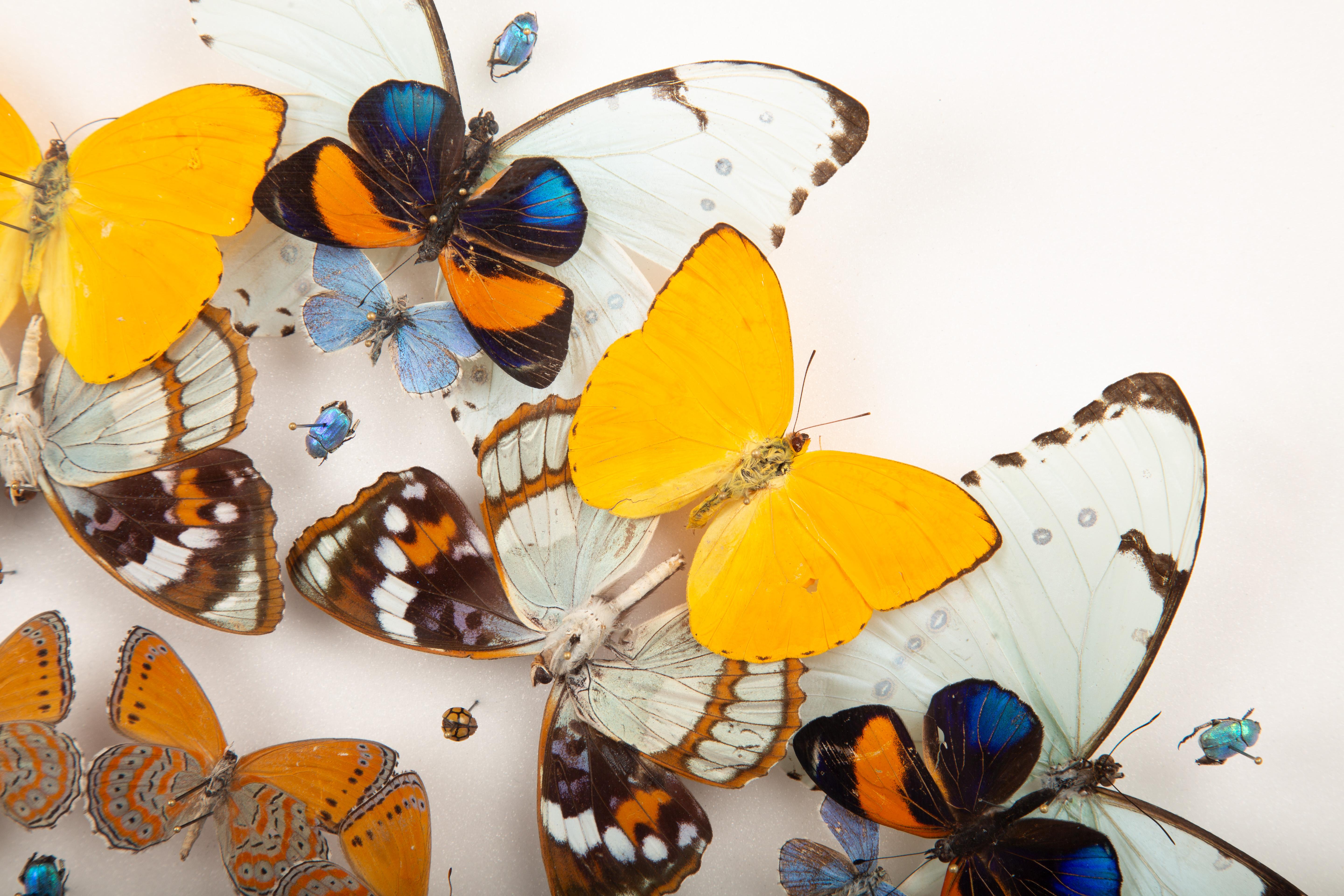 Contemporary Daffodils” by Hasharat – Shadowbox Mandala of Butterflies and Beetles For Sale