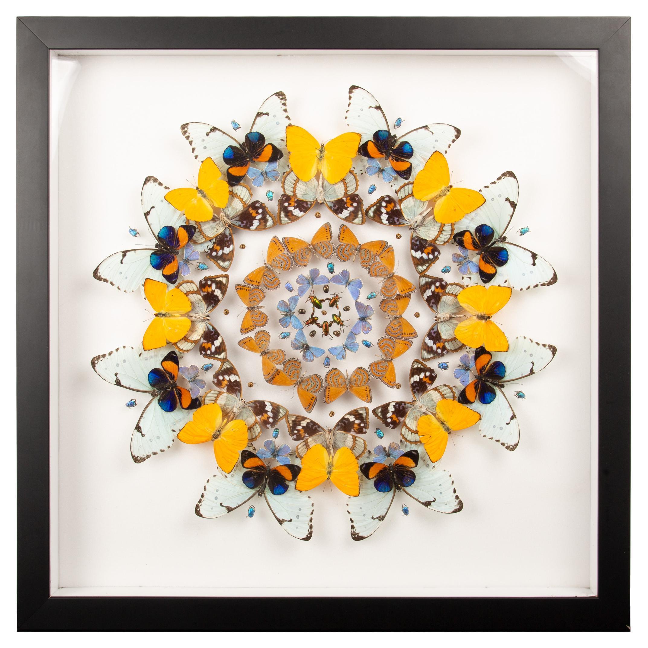 Daffodils” by Hasharat – Shadowbox Mandala of Butterflies and Beetles For Sale