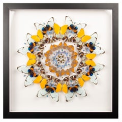 Daffodils” by Hasharat – Shadowbox Mandala of Butterflies and Beetles