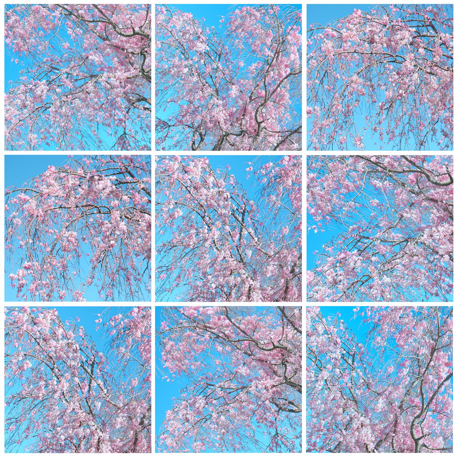 Dagmara Weinberg  Color Photograph - Spring Windows II, Floral Fine Art Photography on Aluminum, White Float Frame