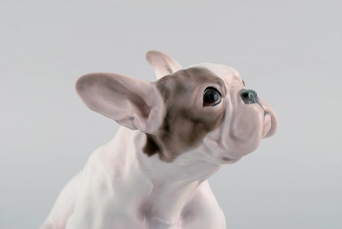 Dahl Jensen for Bing & Grøndahl. Porcelain figure. French bulldog. 1920s / 30s.  1