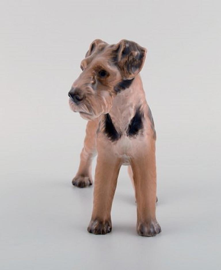 miniature airedale