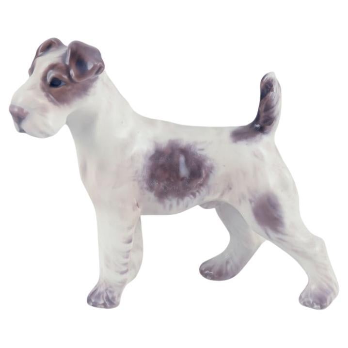 Dahl Jensen, statuetta in porcellana di un fox terrier. Circa anni '30/'40. in vendita