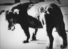 Eyes of a Stray Dog, 1971