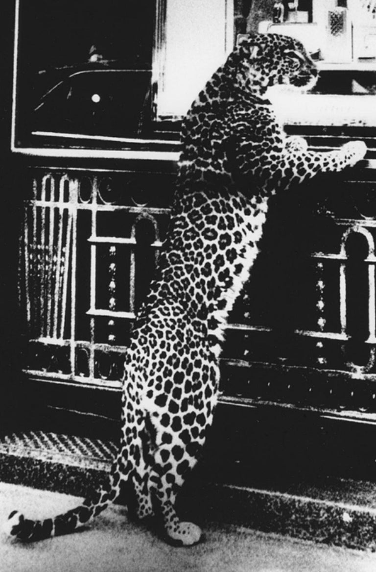 Kyoku/Erotica – Daido Moriyama, Leopard, Cartier, Black and White, Japan, Art For Sale 1