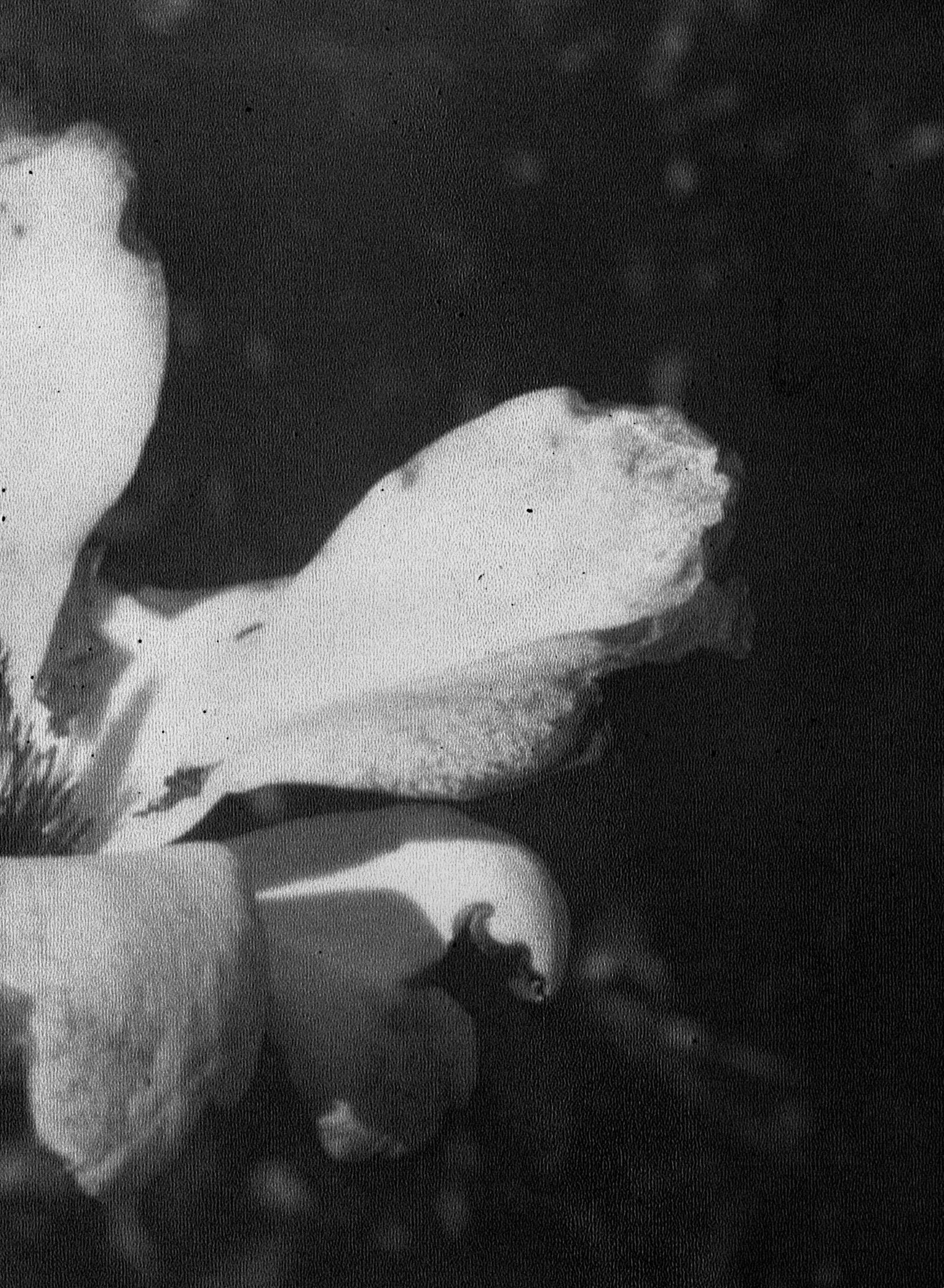 Not titled yet - Contemporary Photograph by Daisuke Yokota