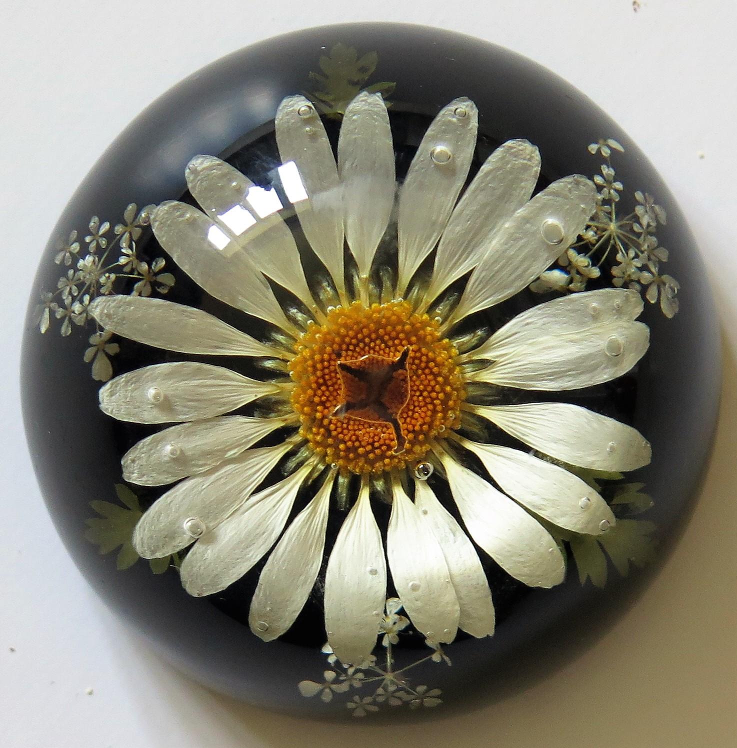 Daisy Paperweight Handmade with Real Flowers by Sarah Rogers, English 6