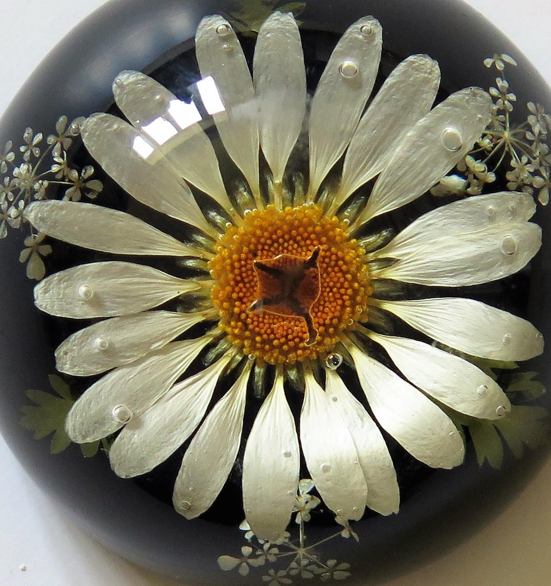 Daisy Paperweight Handmade with Real Flowers by Sarah Rogers, English 8