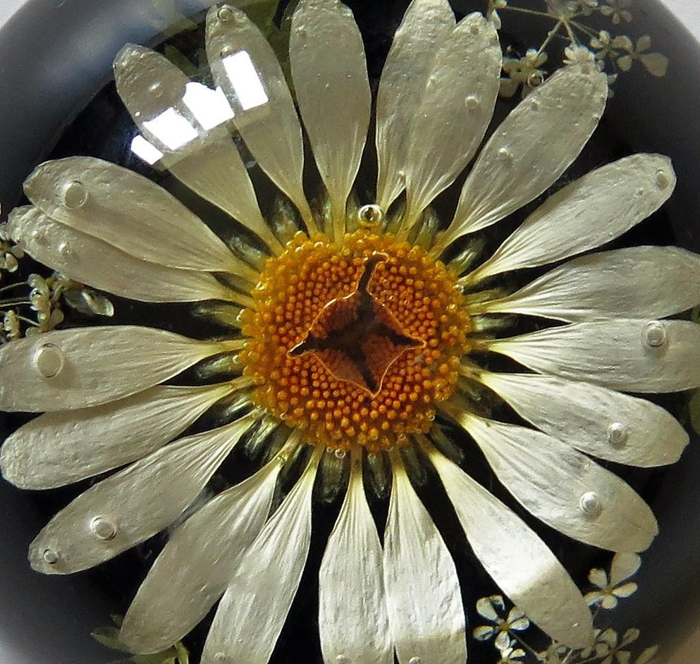 Daisy Paperweight Handmade with Real Flowers by Sarah Rogers, English 9