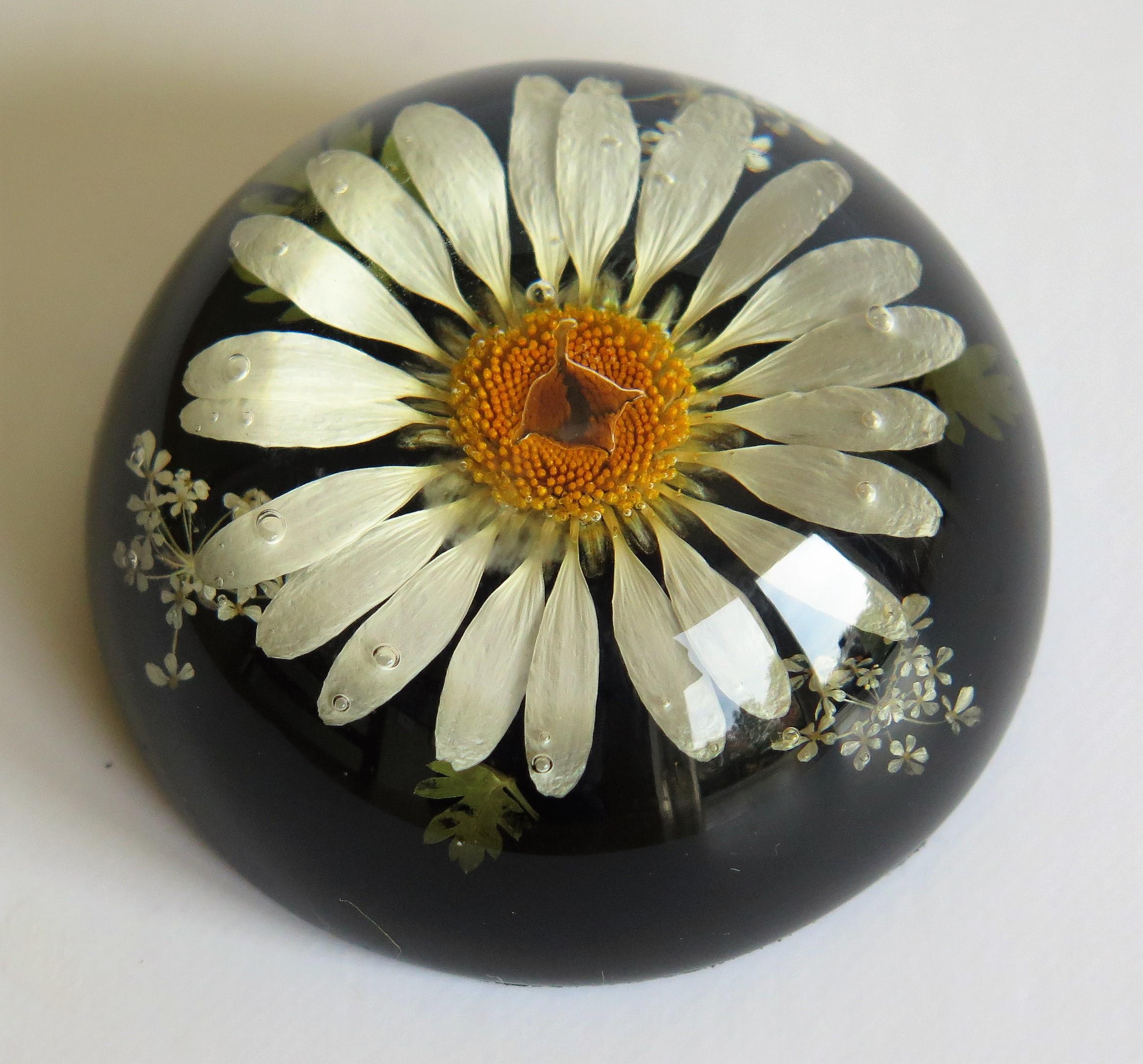 Daisy Paperweight Handmade with Real Flowers by Sarah Rogers, English 1