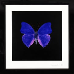 Damien Hirst, Butterfly Souls Etching, Cobalt, 2007