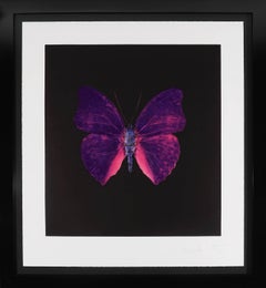 Damien Hirst, Butterfly Souls Etching, Violet, 2007
