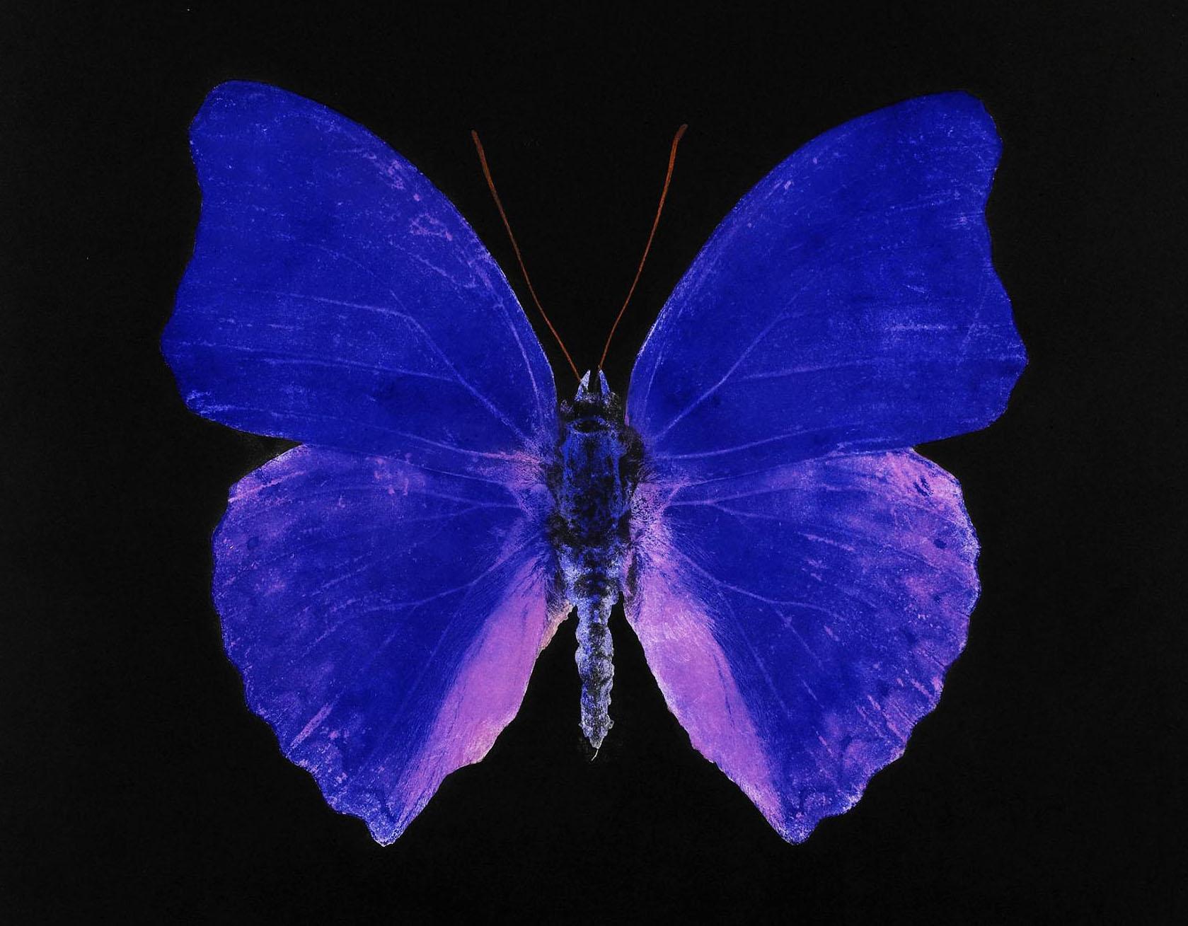 Damien Hirst, Butterfly Souls Etching, Cobalt, 2007 2