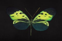 Damien Hirst The Souls on Jacobs Ladder Take Their Flight Green Butterfly 07