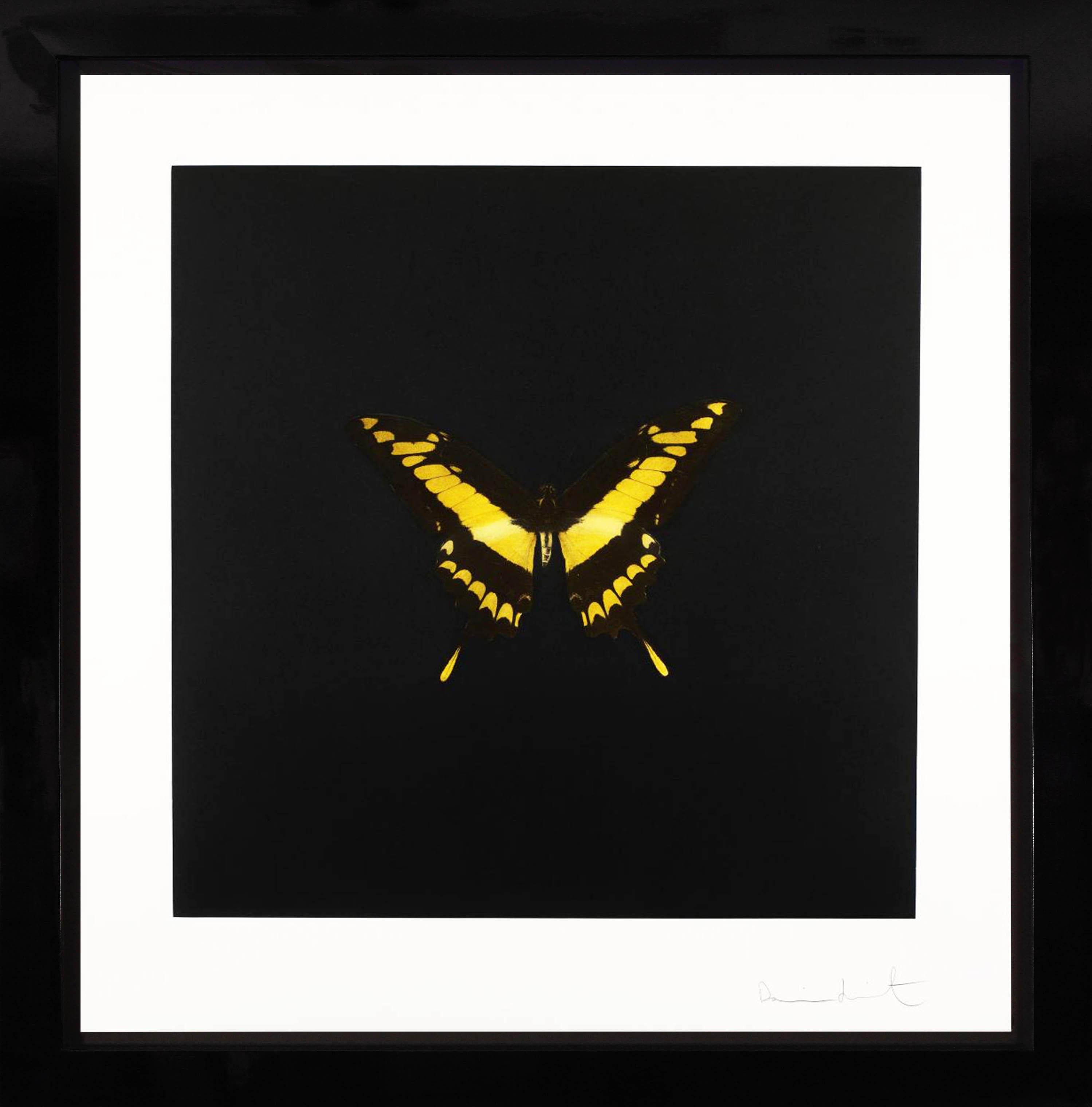 The Yellow Butterfly Soul by Damien Hirst is a photogravure etching in colors on Velin Arches Paper. Created in 2007 as a part of a limited edition of only 72 prints. The pop of bright yellow and black detailing is sophisticated and minimalist.