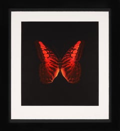 Damien Hirst, 'Red Butterfly' Etching, 2008 