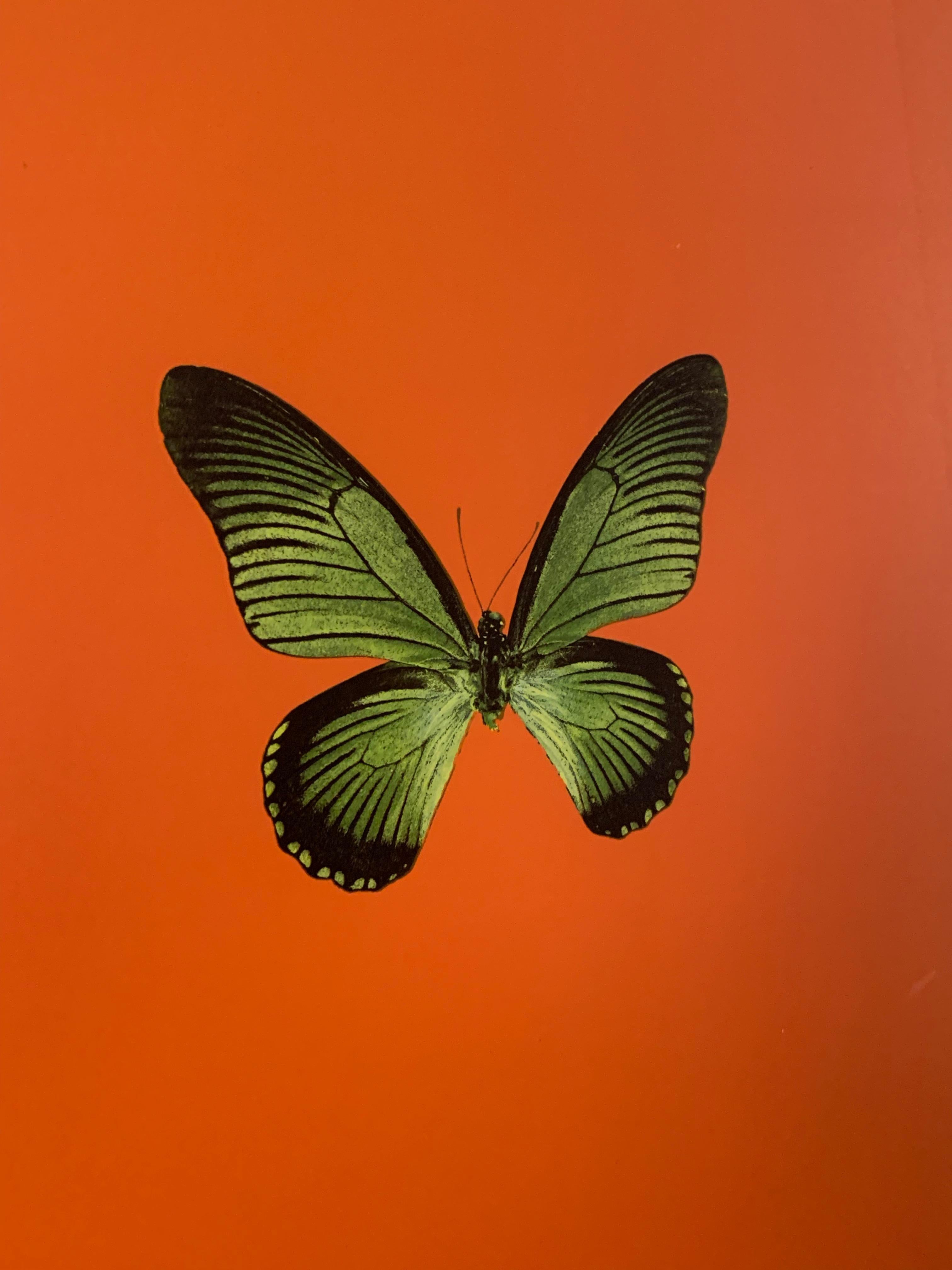 damien hirst butterfly prints for sale