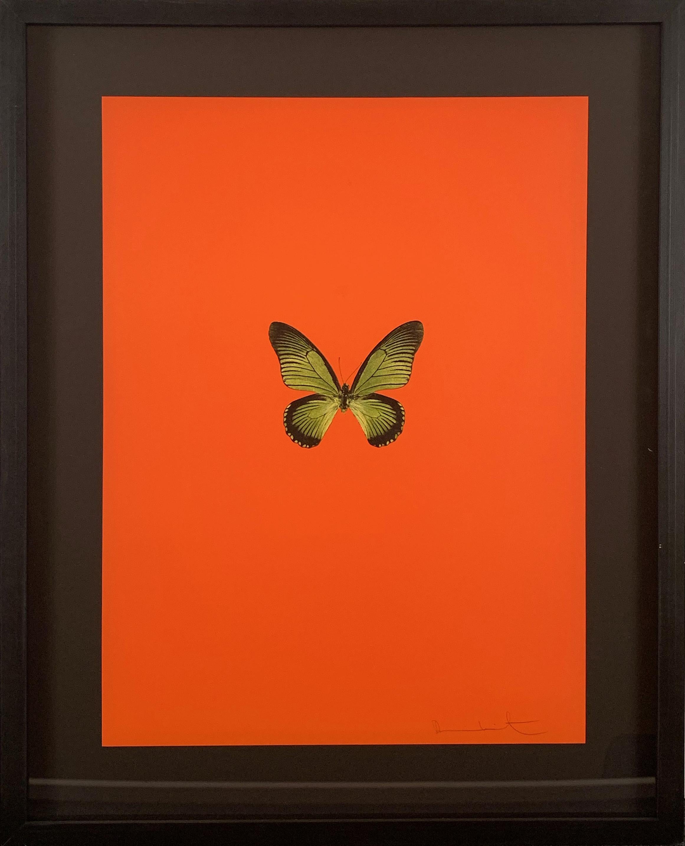 Damien Hirst Animal Print - Six Butterflies I