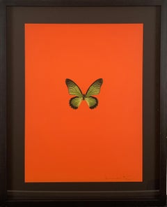 Six Butterflies I