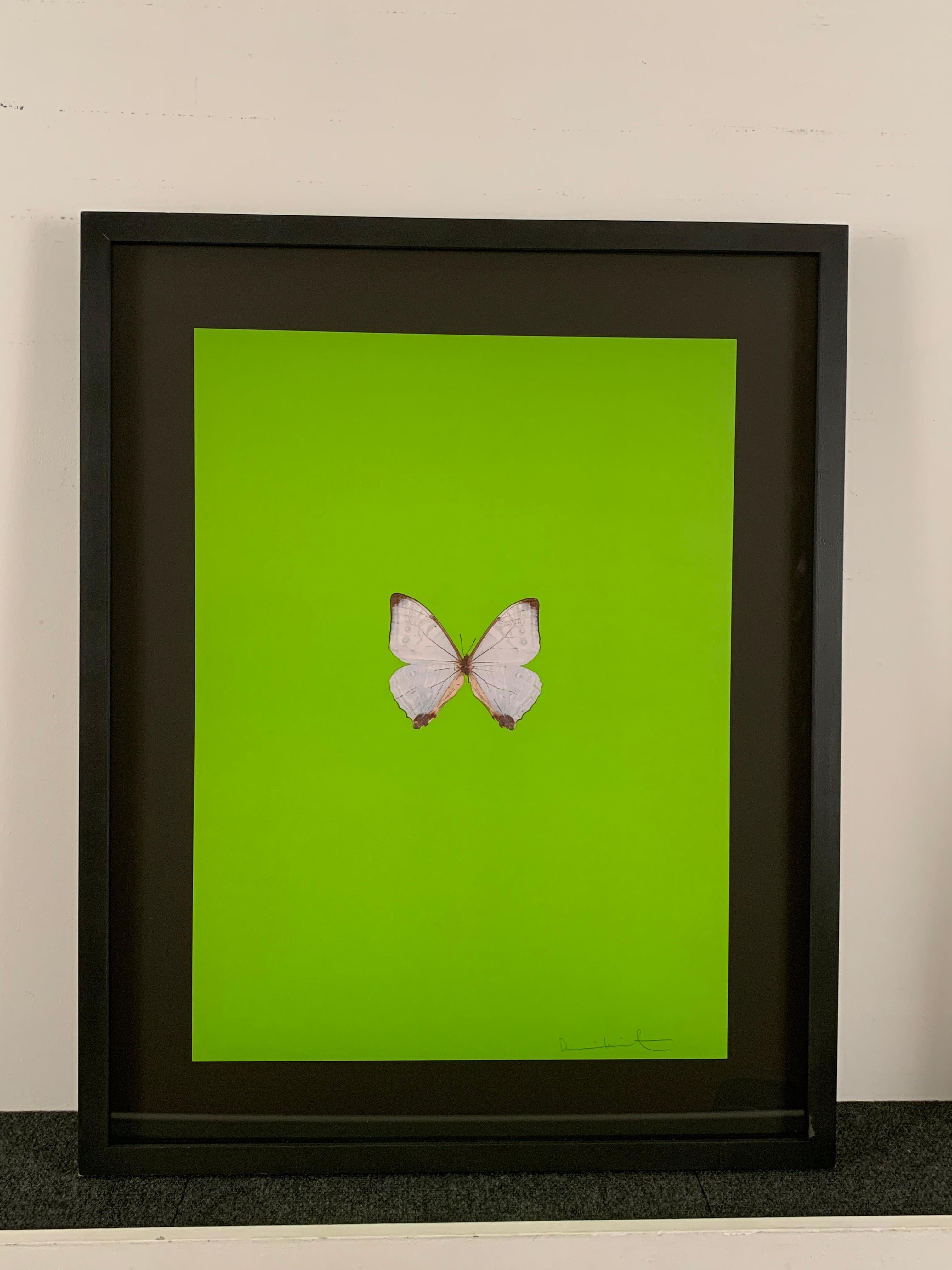Six Butterflies II - Print by Damien Hirst
