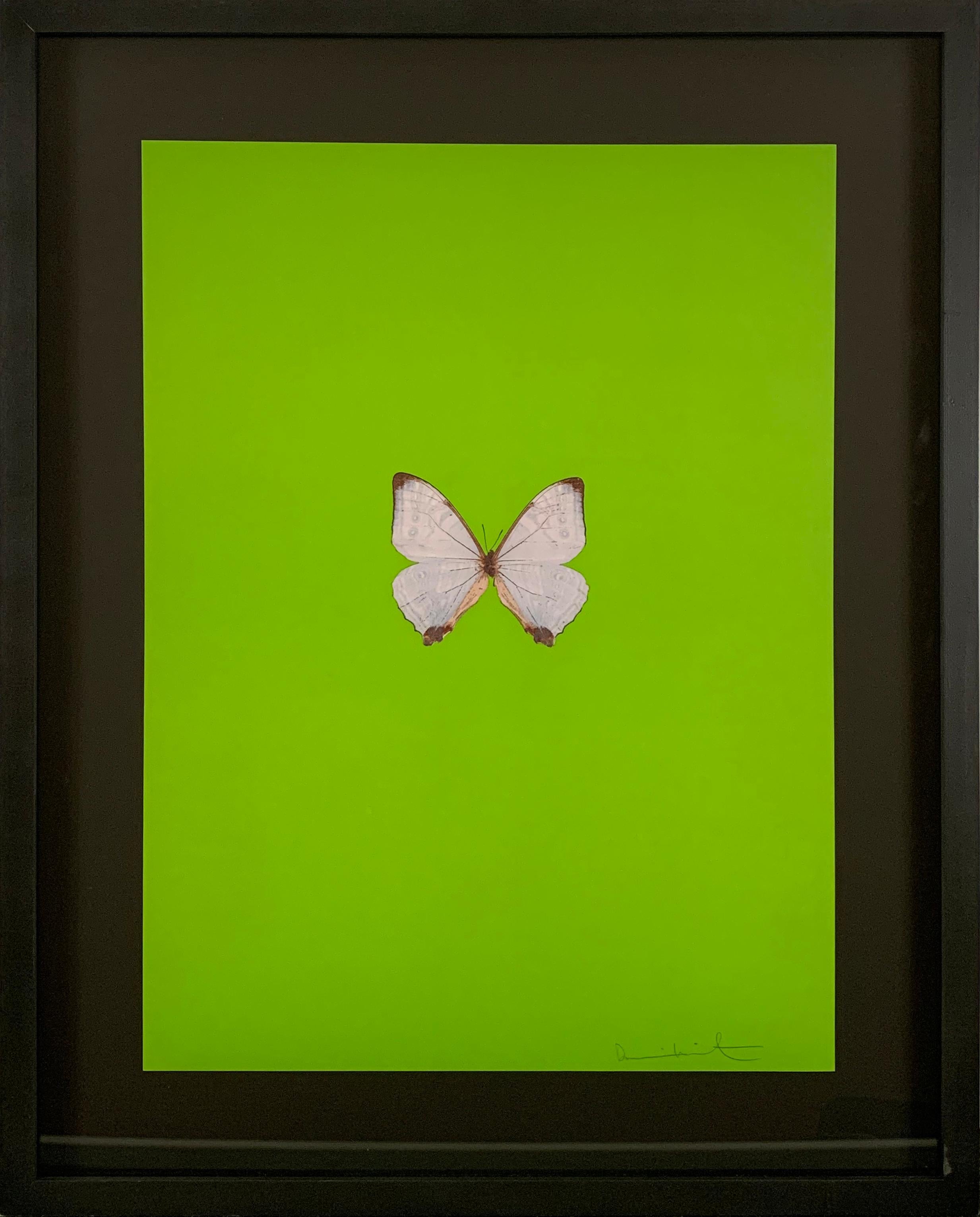 Damien Hirst Animal Print - Six Butterflies II