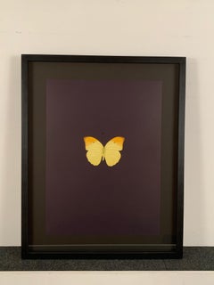 Six Butterflies IV