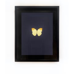 Six Butterflies IV